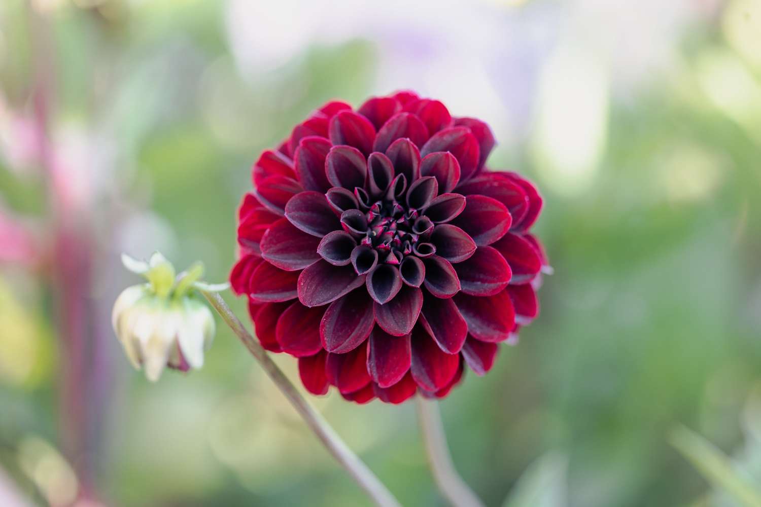 Dahlie 'La Recoleta'